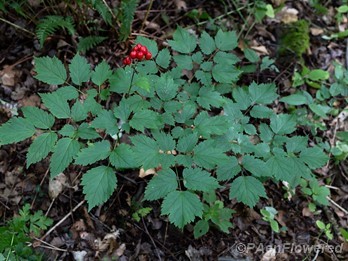 Plant form with fruit